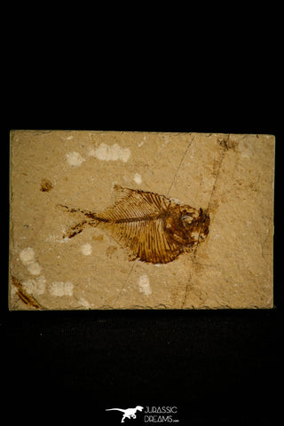 30100- Top Rare 2.13 Inch Diplomystus birdi Fossil Fish - Cretaceous Lebanon