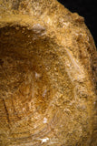 06747- Top Beautiful 2.34 Inch Enchodus libycus Vertebra Bone Late Cretaceous