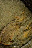 21088 - Museum Grade Bavarilla zemmourensis with Preserved Antennae Lower Ordovician Trilobite