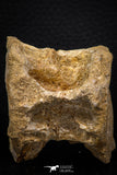 06747- Top Beautiful 2.34 Inch Enchodus libycus Vertebra Bone Late Cretaceous
