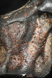 07112 - Taza (NWA 859) Iron Ungrouped Plessitic Octahedrite Meteorite 4.4g ORIENTED