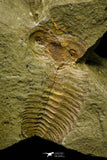 21088 - Museum Grade Bavarilla zemmourensis with Preserved Antennae Lower Ordovician Trilobite