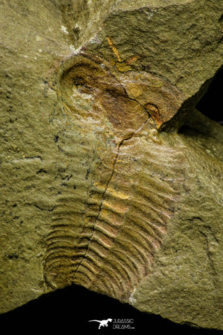 21088 - Museum Grade Bavarilla zemmourensis with Preserved Antennae Lower Ordovician Trilobite
