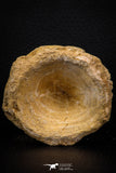 06747- Top Beautiful 2.34 Inch Enchodus libycus Vertebra Bone Late Cretaceous