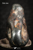 07112 - Taza (NWA 859) Iron Ungrouped Plessitic Octahedrite Meteorite 4.4g ORIENTED