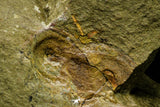 21088 - Museum Grade Bavarilla zemmourensis with Preserved Antennae Lower Ordovician Trilobite