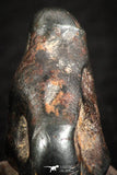 07112 - Taza (NWA 859) Iron Ungrouped Plessitic Octahedrite Meteorite 4.4g ORIENTED
