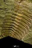 21088 - Museum Grade Bavarilla zemmourensis with Preserved Antennae Lower Ordovician Trilobite