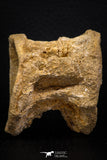 06747- Top Beautiful 2.34 Inch Enchodus libycus Vertebra Bone Late Cretaceous