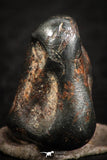 07112 - Taza (NWA 859) Iron Ungrouped Plessitic Octahedrite Meteorite 4.4g ORIENTED