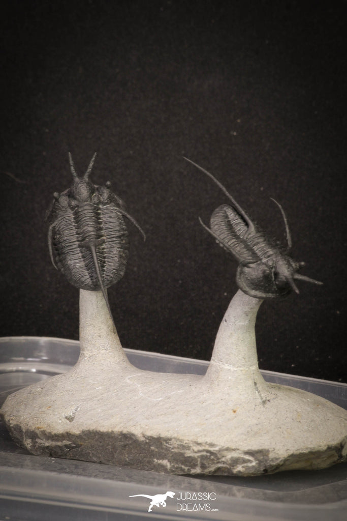 20035 - Insane Association 2 "Flying Devil Horned" Cyphaspis walteri Devonian Trilobites