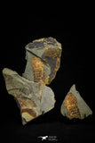 21089 - Museum Grade Soft Bodied Aglaspid (Tremaglaspis unite) Lower Ordovician Fezouata Fm