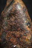 07113 - Taza (NWA 859) Iron Ungrouped Plessitic Octahedrite Meteorite 5.1g