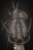 20035 - Insane Association 2 "Flying Devil Horned" Cyphaspis walteri Devonian Trilobites
