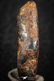 07113 - Taza (NWA 859) Iron Ungrouped Plessitic Octahedrite Meteorite 5.1g