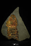 21089 - Museum Grade Soft Bodied Aglaspid (Tremaglaspis unite) Lower Ordovician Fezouata Fm