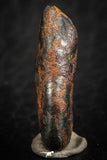 07113 - Taza (NWA 859) Iron Ungrouped Plessitic Octahedrite Meteorite 5.1g