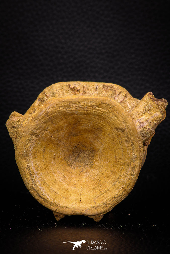 06749 - Top Beautiful 2.93 Inch Enchodus libycus Vertebra Bone Late Cretaceous