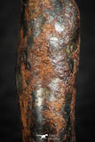 07113 - Taza (NWA 859) Iron Ungrouped Plessitic Octahedrite Meteorite 5.1g