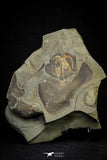 21090 - Museum Grade Exceptional Soft Bodied Marrellomorph (Furca mauretanica) Ordovician