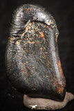07114 - Taza (NWA 859) Iron Ungrouped Plessitic Octahedrite Meteorite 2.73g ORIENTED