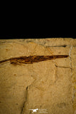 30102- Top Rare 4.25 Inch Rhynchodercetis sp Needle Fish Fossil - Cretaceous Lebanon