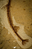 30102- Top Rare 4.25 Inch Rhynchodercetis sp Needle Fish Fossil - Cretaceous Lebanon