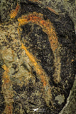21090 - Museum Grade Exceptional Soft Bodied Marrellomorph (Furca mauretanica) Ordovician