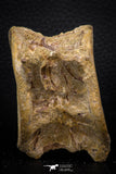 06749 - Top Beautiful 2.93 Inch Enchodus libycus Vertebra Bone Late Cretaceous