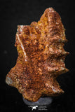 05462 - Rare 1.56 Inch Neoceratodus africanus Tooth From Kem Kem Basin