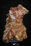 05463 - Rare 1.03 Inch Neoceratodus africanus Tooth From Kem Kem Basin
