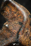 07115 - Taza (NWA 859) Iron Ungrouped Plessitic Octahedrite Meteorite 2.1g