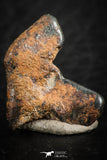 07115 - Taza (NWA 859) Iron Ungrouped Plessitic Octahedrite Meteorite 2.1g