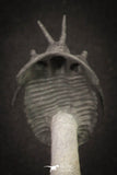 20035 - Insane Association 2 "Flying Devil Horned" Cyphaspis walteri Devonian Trilobites