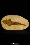 30104 - Top Rare 7.48 Inch Late Jurassic Peipiaosteus pani Fossil Fish China