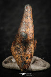 07115 - Taza (NWA 859) Iron Ungrouped Plessitic Octahedrite Meteorite 2.1g