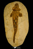 30104 - Top Rare 7.48 Inch Late Jurassic Peipiaosteus pani Fossil Fish China