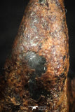 07115 - Taza (NWA 859) Iron Ungrouped Plessitic Octahedrite Meteorite 2.1g
