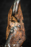 07115 - Taza (NWA 859) Iron Ungrouped Plessitic Octahedrite Meteorite 2.1g