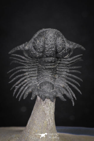 20036 - Top Rare Lichid Trilobite 0.74 Inch "Flying" Acanthopyge (Lobopyge) bassei Lower Devonian