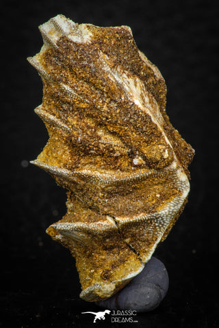 05464 - Rare 1.53 Inch Neoceratodus africanus Tooth From Kem Kem Basin