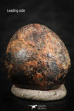 07116 - Taza (NWA 859) Iron Ungrouped Plessitic Octahedrite Meteorite 1.6g ORIENTED