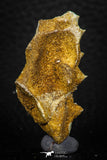 05464 - Rare 1.53 Inch Neoceratodus africanus Tooth From Kem Kem Basin