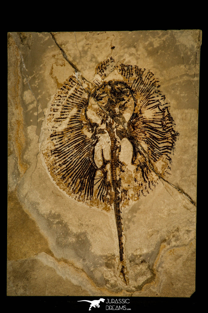 30105- Museum Grade Cyclobatis major Ray - Cretaceous Lebanon