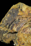 21092 - Unique Museum Grade Asaphid Trilobite With Preserved Appendages Ordovician Fezouata Fm