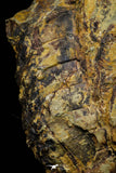 21092 - Unique Museum Grade Asaphid Trilobite With Preserved Appendages Ordovician Fezouata Fm