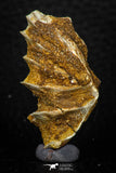 05464 - Rare 1.53 Inch Neoceratodus africanus Tooth From Kem Kem Basin