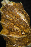 05464 - Rare 1.53 Inch Neoceratodus africanus Tooth From Kem Kem Basin