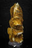 05464 - Rare 1.53 Inch Neoceratodus africanus Tooth From Kem Kem Basin