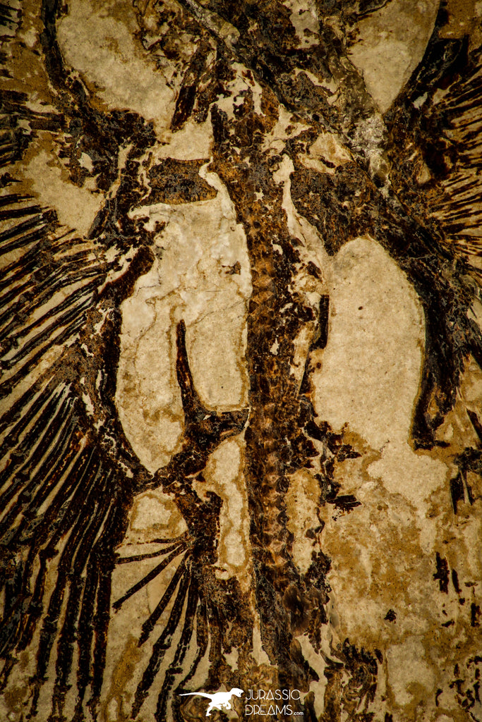 Museum Grade Cyclobatis major Ray - Cretaceous Lebanon – Jurassic ...